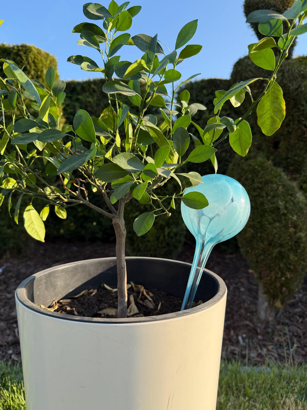 10cm Hand-Blown Turquoise Glass Plant Watering Globe – Self-Watering Bulb