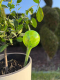 10cm Hand-Blown Lime Green Glass Plant Watering Globe – Self-Watering Bulb