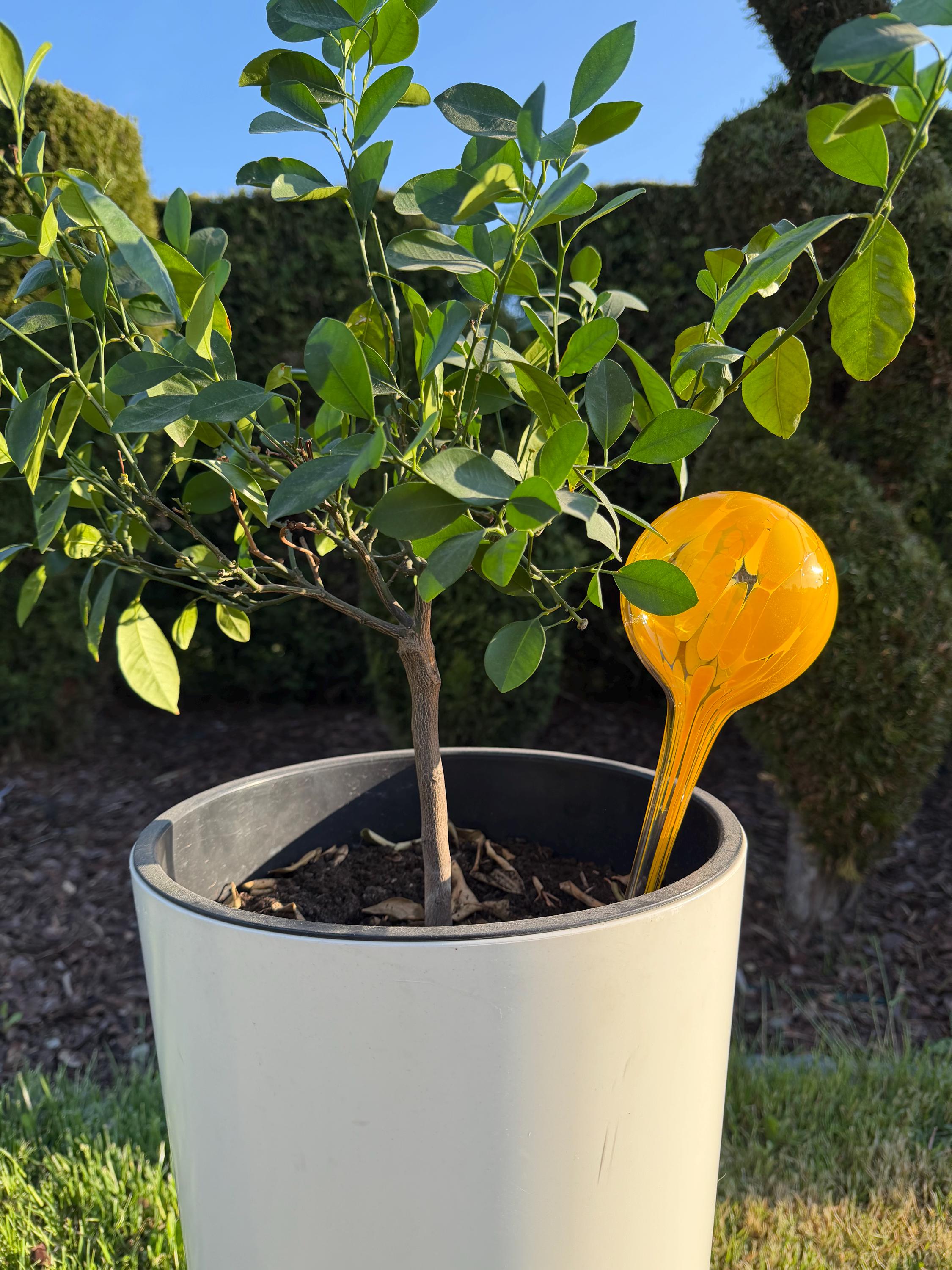 10cm Hand-Blown Orange Yellow Glass Plant Watering Globe – Self-Watering Bulb